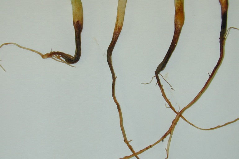 Pythium Rothrock